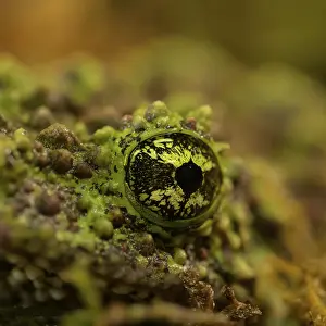 Batrachian Wildlife Drucke: Theloderma corticale, exposition, Italy