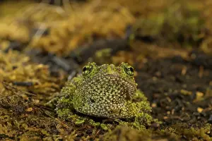 Uninhabited Fauna Photography Drucke: Theloderma corticale, exposition, Italy