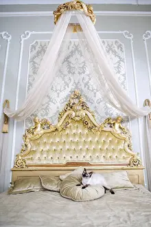 Luxury Cat Drucke: The theme is luxury and wealth