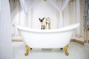 Luxury Cat Drucke: The theme is luxury and wealth