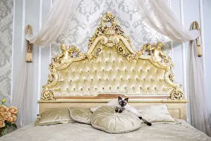 Luxury Cat Drucke: The theme is luxury and wealth
