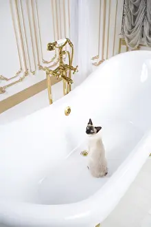 Luxury Cat Drucke: The theme is luxury and wealth