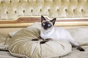 Domestic Animal Breed Image Drucke: The theme is luxury and wealth