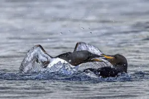 Polar Region Wildlife Images Drucke: Two thick-billed murres