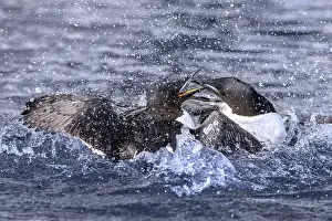Polar Region Animals Drucke: Two thick-billed murres