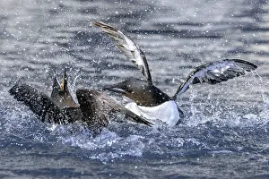 Polar Region Animals Drucke: Two thick-billed murres