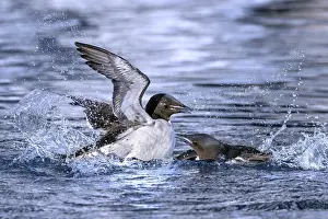 Arctic Ocean Wildlife Drucke: Two thick-billed murres