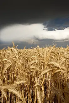 Cloudy Daytime Scene Drucke: Thick storm clouds gathering over a field of rye