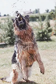 Dog Drinking Water Drucke: Thirsty dog drinking sprayed water