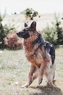 Dog Drinking Water Drucke: Thirsty dog drinking sprayed water