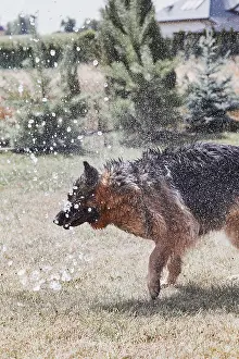 Dog Drinking Water Drucke: Thirsty dog drinking sprayed water