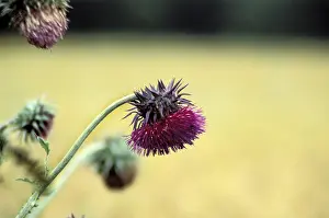 Close Up Rose Blossom Drucke: Thistle