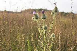 Deserted Meadow Blooms Drucke: Thistle on a background of field of grass