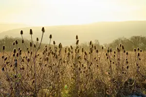 Hesse Nature Photography Drucke: Thistle in the light of sunrise