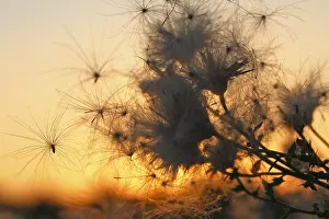 Saxony Anhalt Landscape Drucke: Thistle seeds backlit by the setting sun