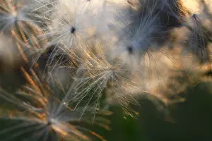 Central European Nature Reserve Drucke: Thistle seeds backlit by the setting sun