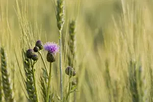 Deserted Grainfield Scene Drucke: Thistle in a wheat field