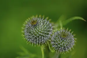 Bavaria Nature Scene Drucke: Two thistles with prickly structures in a close-up