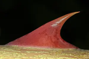 Prickly Plant Drucke: Thorn on a stem