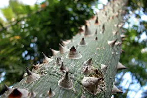Open Air Landscape Photography Drucke: Thorns