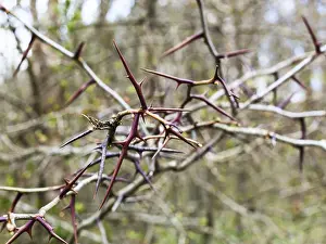 Bare Tree Branches Drucke: Thorns on bare acacia branches in spring