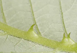 Wild Blackberry Details Drucke: Thorns on a leaf