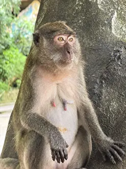Lush Greenery Landscape Drucke: A thoughtful monkey sits peacefully by a tree