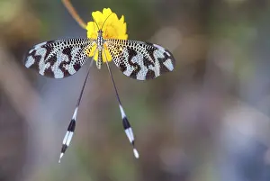 Natural Environment Europe Drucke: Below thread lacewing, nemoptera bipennis