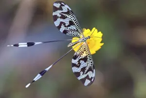 Nemopteridae Species Drucke: Below thread lacewing, nemoptera bipennis
