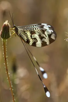 Extremadura Wildlife Drucke: Below thread lacewing, threadlike