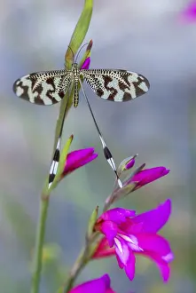 Extremadura Insects Drucke: Below thread lacewing, threadlike