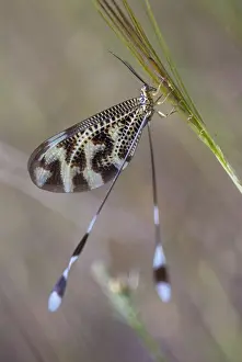Natural Environment Europe Drucke: Below thread lacewing, threadlike