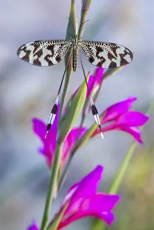 Extremadura Insects Drucke: Below thread lacewing, threadlike