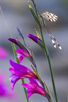 Spanish Wildlife Photography Drucke: Below thread lacewing, threadlike