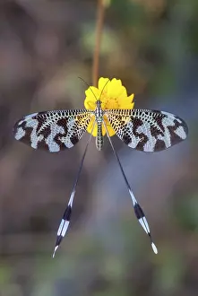 Extremadura Wildlife Drucke: Below thread lacewing, threadlike