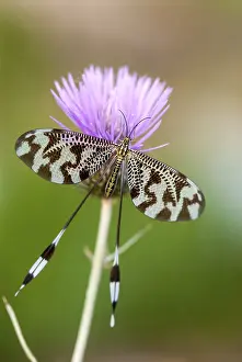 Natural Environments Europe Drucke: Below thread lacewing, threadlike