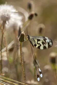 Thread Lacewing Drucke: Below thread lacewing, threadlike