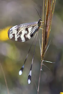 Extremadura Wildlife Drucke: Below thread lacewing, threadlike