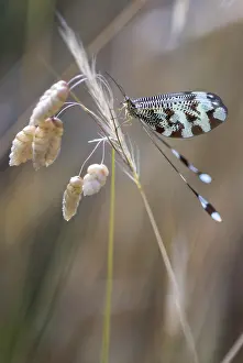 Nemopteridae Species Drucke: Below thread lacewing, threadlike