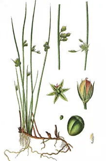 Natural Remedy Herbs Drucke: Thread rush (Juncus filiformis)