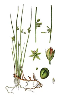 Colorful Botanical Images Drucke: Thread rush (Juncus filiformis)