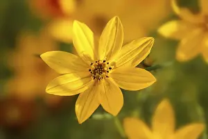 Tickseed Flower Drucke: Threadleaf coreopsis ( Coreopsis verticillata Zagreb ) Threadleaf coreopsis ( Coreopsis verticillata)