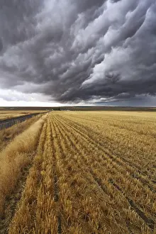 Montana Thunderstorm Drucke: Thunderclouds above fields after harvesting