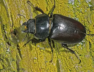 Drucke von Thundergugi, Feuerwerkskörper, Hirschkäfer, Hornschroter, Lucanus cervus, Schroter, Käfer, Coleoptera, weiblich , FFH , Insekten , Käfer , Hirschkäfer Hirschkäfer Drucke: Donnergugel, Feuerwerkskörper, Hirschkäfer
