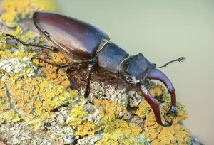 Deserted Natural Environment Photos Drucke: Thundergugi, firecracker, stag beetle