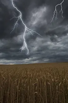 Stormy Atmosphere Drucke: Thunderstorm with lightning over a cornfield