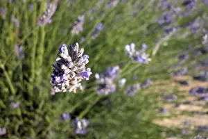 European Landscapes Nature Drucke: Thyme
