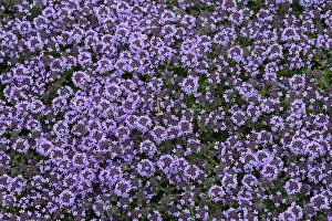 Medicinal Herb Germany Drucke: Thyme, flowering, Germany