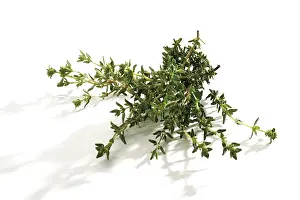 Complementary Medicine Drucke: Thyme (Thymus)