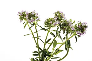 Indoor Herb Garden Drucke: Thyme (Thymus), flowers